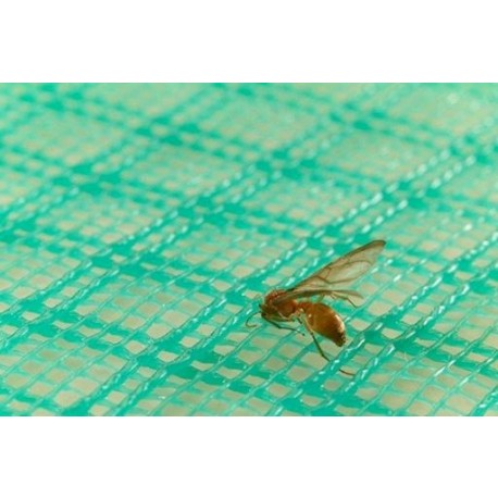 Malla antinsecto Excala versátil, 2x2mmx1m,30m,uv2